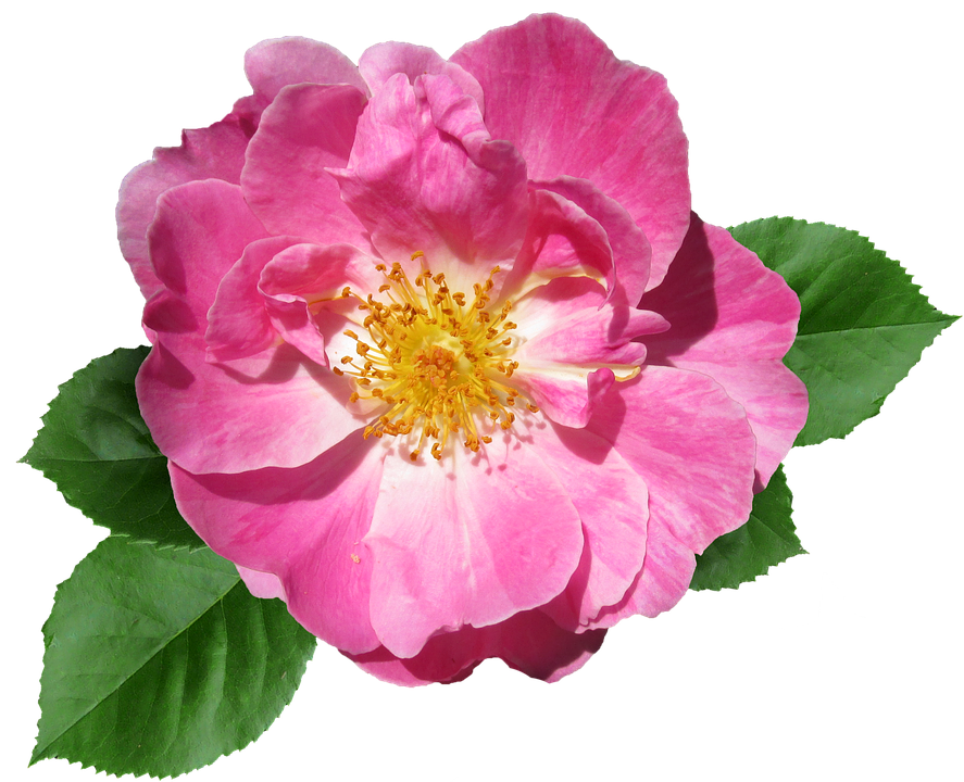 Pink Rose Transparent Background PNG image