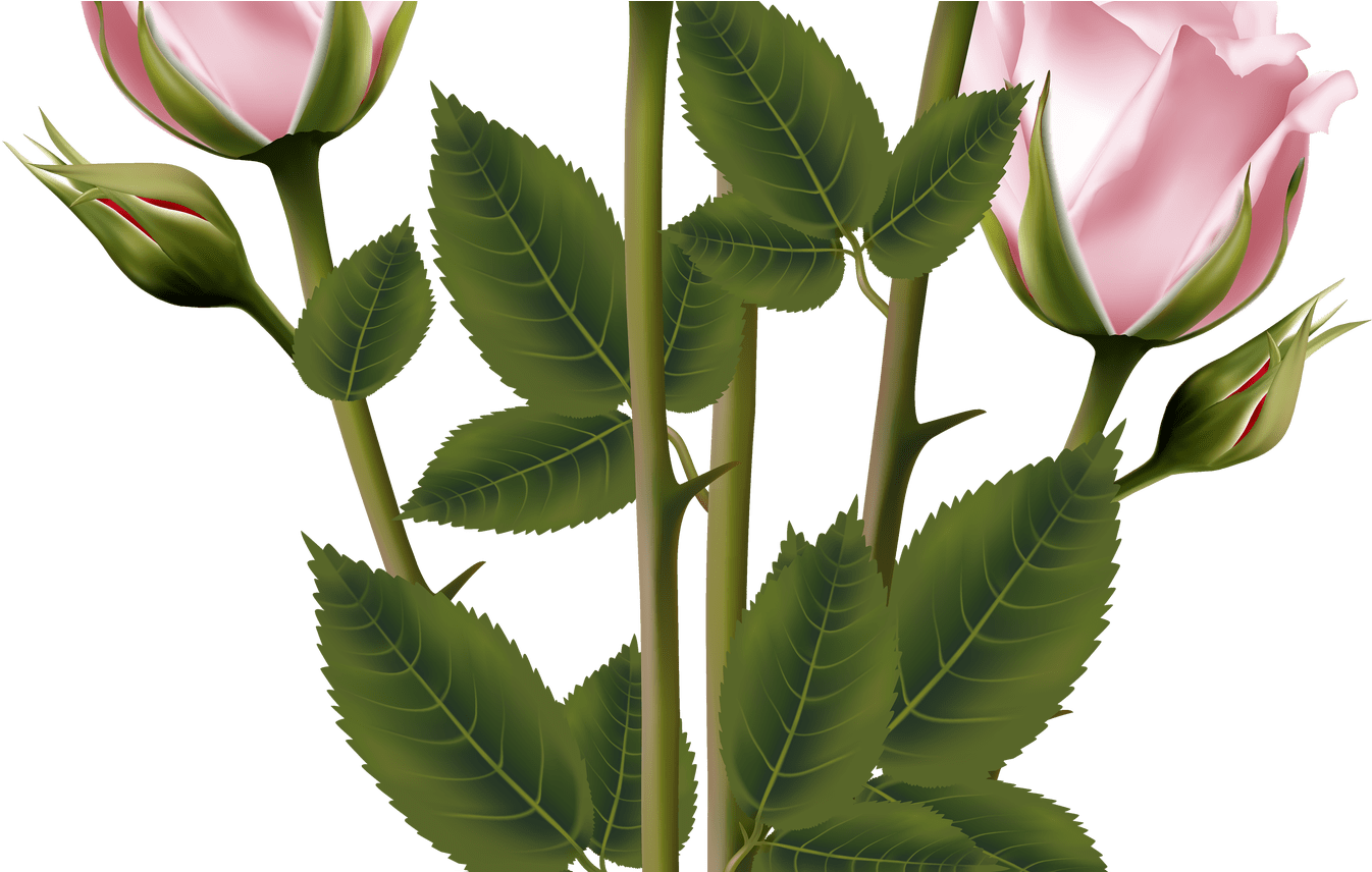 Pink Rose Vector Illustration PNG image