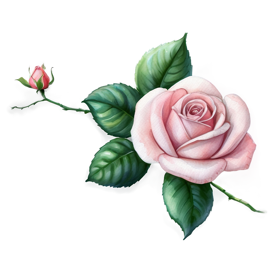 Pink Rose Watercolor Png Vwl99 PNG image