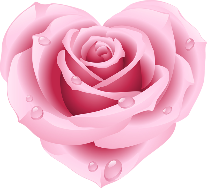 Pink Rose With Dew Drops.png PNG image