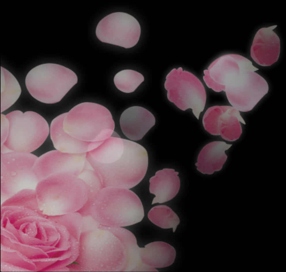 Pink Roseand Petals Floating PNG image