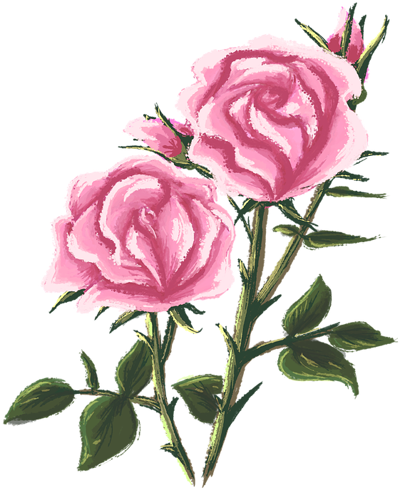 Pink Roses Artistic Illustration.png PNG image