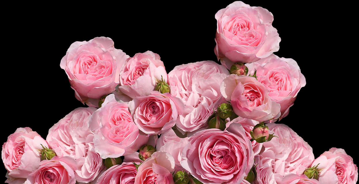 Pink Roses Black Background PNG image