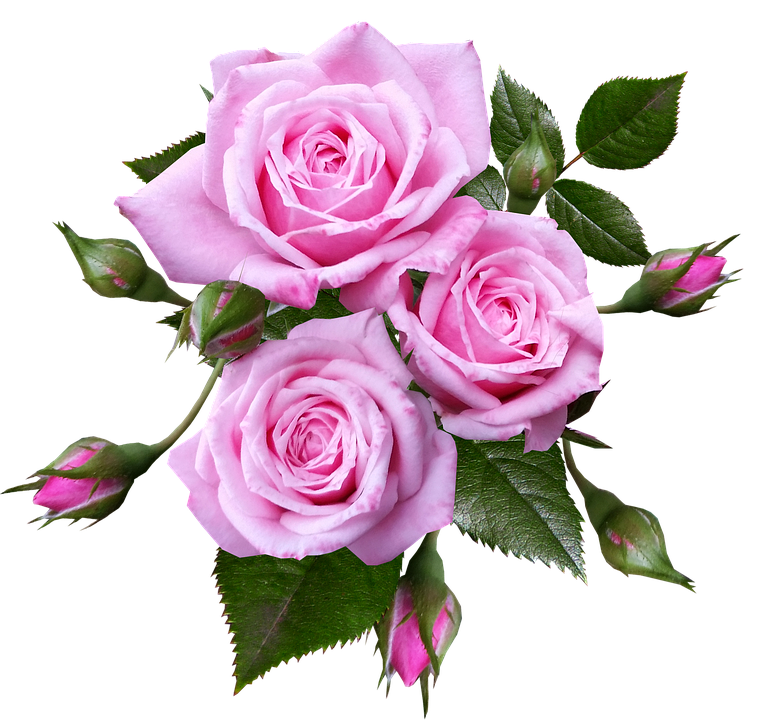 Pink Roses Bouquet Transparent Background PNG image