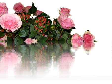 Pink_ Roses_ Reflection_ Water_ Surface PNG image