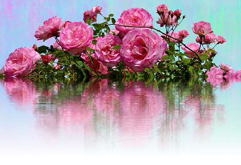 Pink Roses Reflection Water PNG image