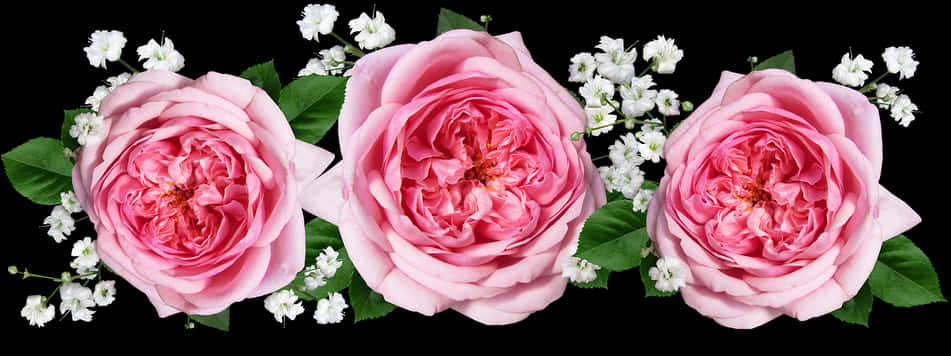 Pink Roses White Blossoms Black Background PNG image