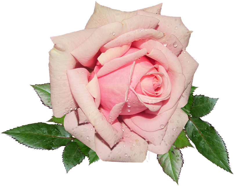 Pink Rosewith Dew Drops.png PNG image