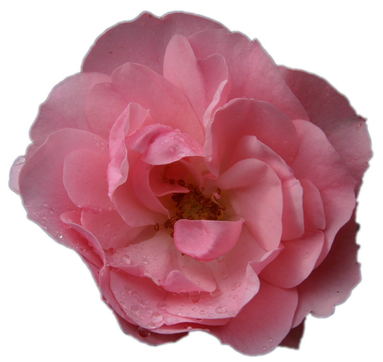 Pink Rosewith Water Droplets.png PNG image