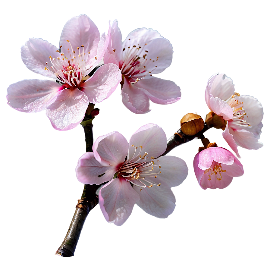 Pink Sakura Flowers Png Qly PNG image