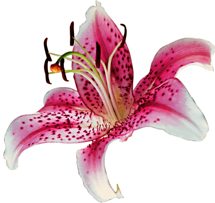 Pink Stargazer Lily Flower PNG image