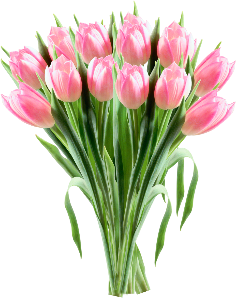 Pink Tulip Bouquet Transparent Background PNG image