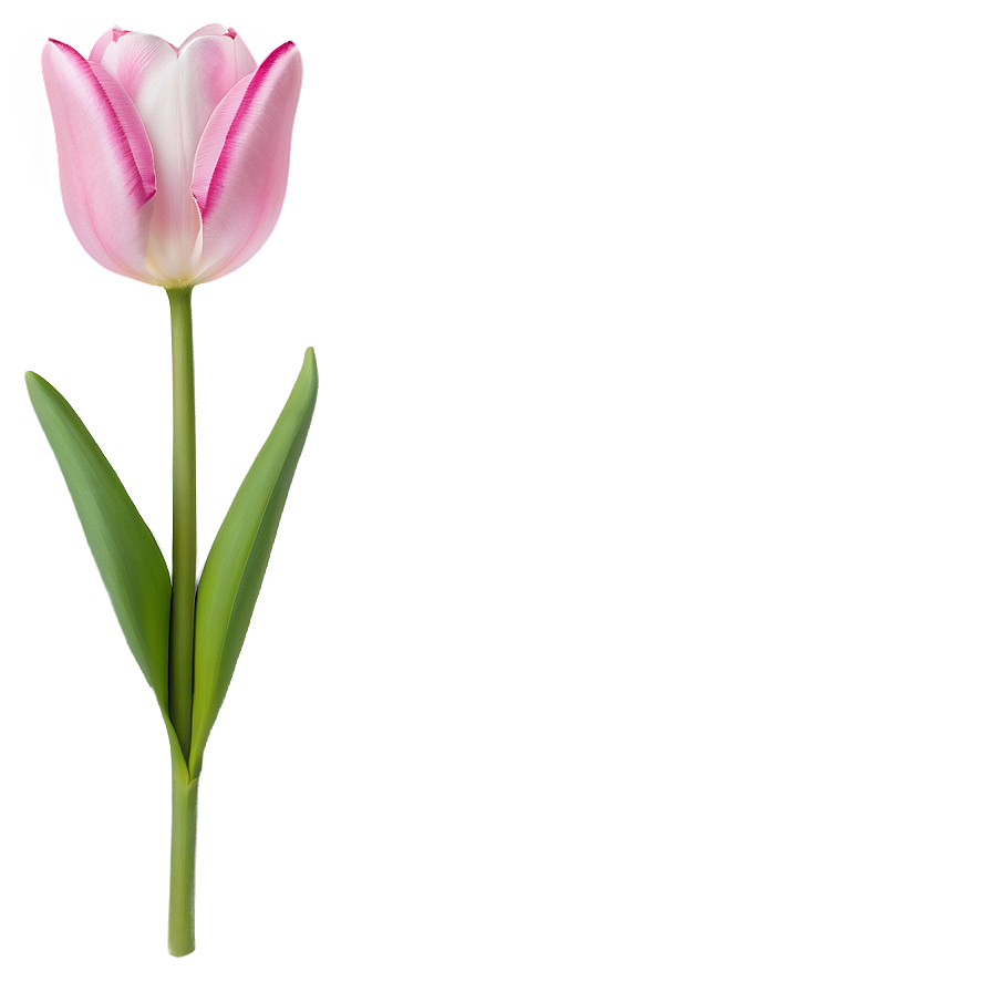 Pink Tulips Png Uxj PNG image