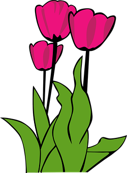 Pink Tulips Vector Art PNG image