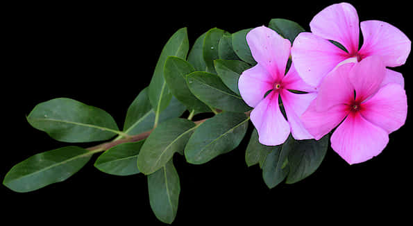 Pink Vinca Flowers Black Background PNG image
