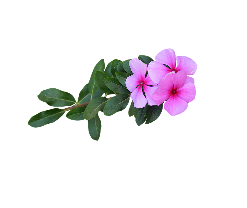 Pink Vinca Flowers Transparent Background PNG image