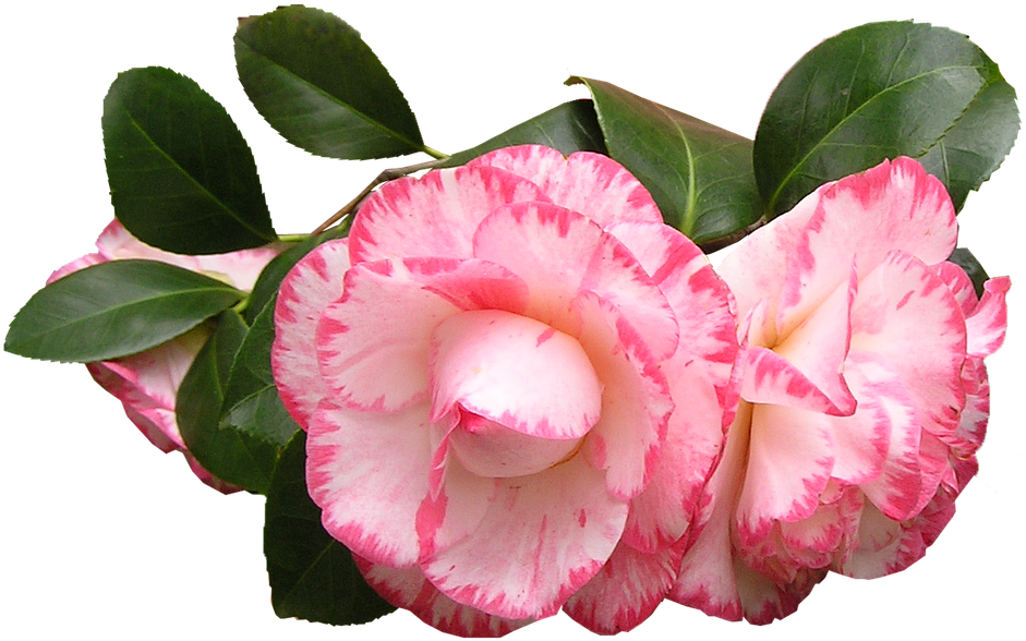 Pink White Camellia Flowers PNG image