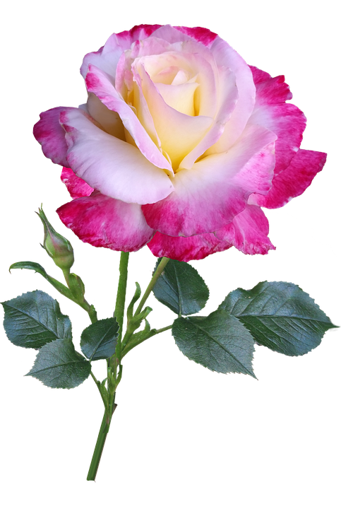 Pink White Gradient Rose.png PNG image