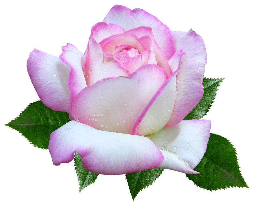 Pink White Rose Dewdrops.png PNG image