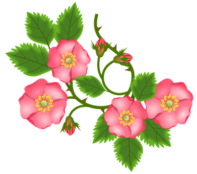 Pink Wild Roses Illustration PNG image