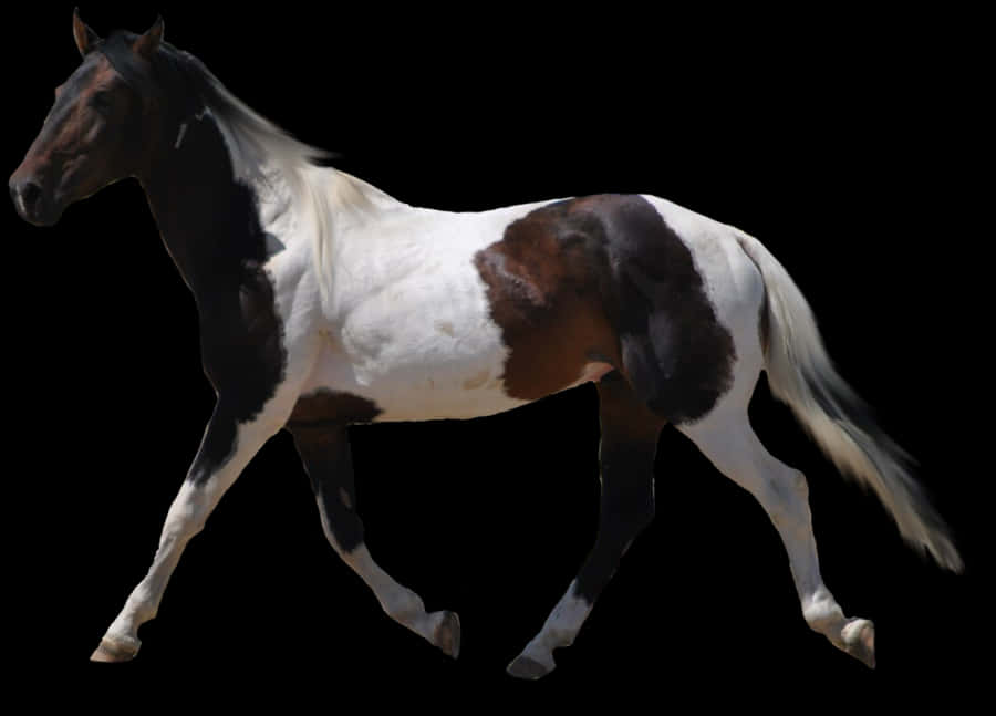 Pinto Horsein Motion PNG image
