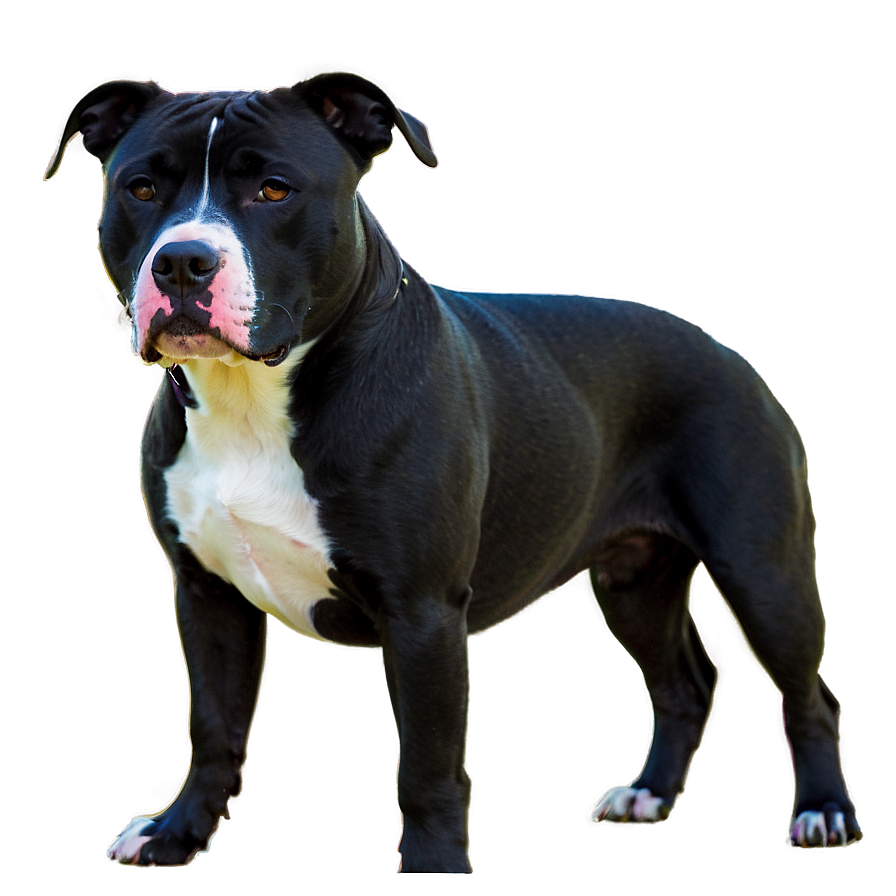 Pitbull In Nature Png 15 PNG image