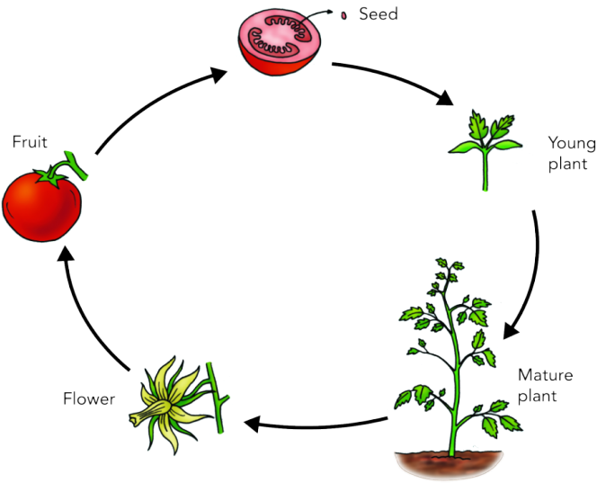 Plant Life Cycle Diagram PNG image