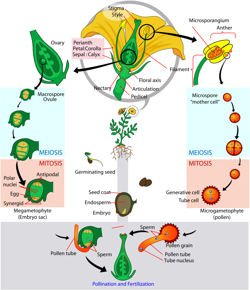 Plant Reproduction Process Diagram PNG image
