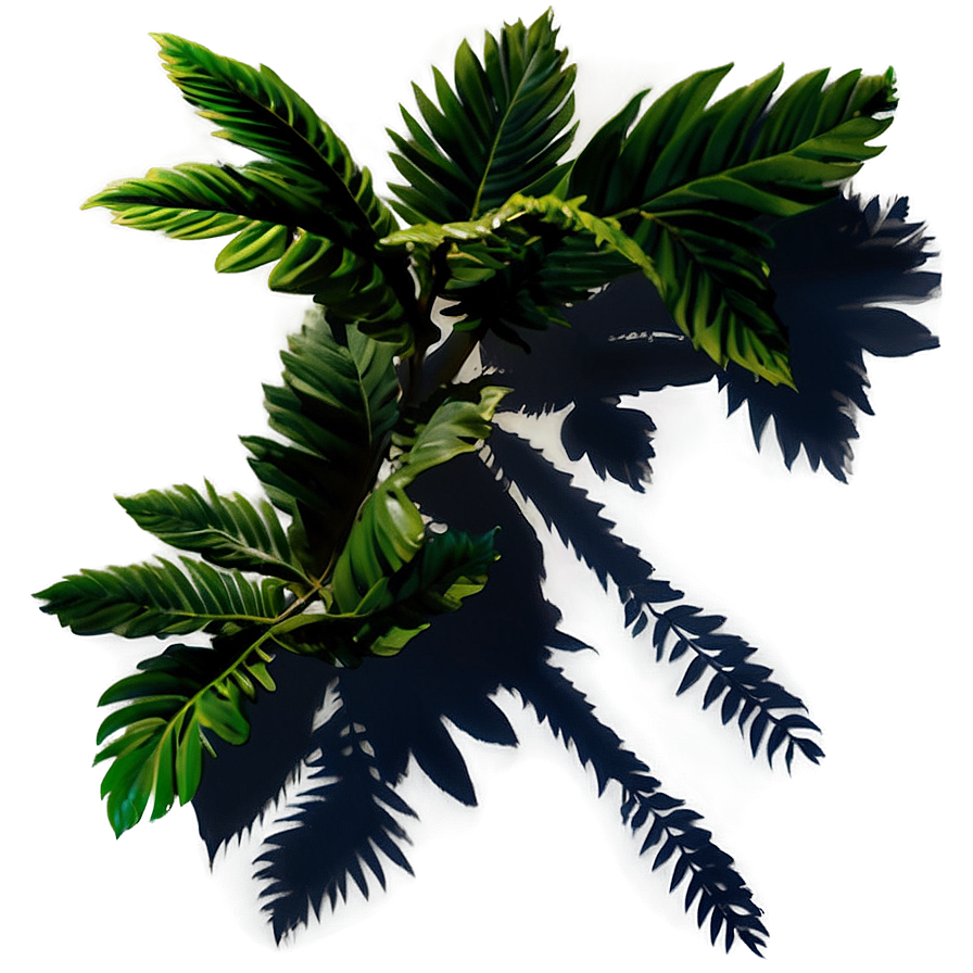 Plant Shadow Silhouette Png Lqx50 PNG image