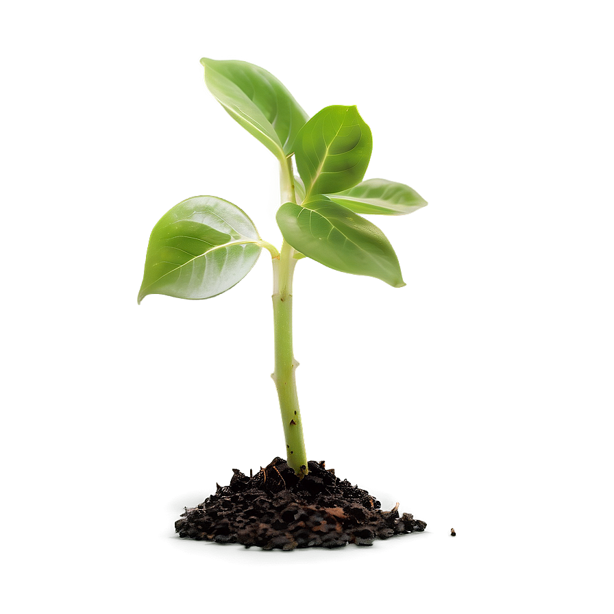 Plant Sprout Png 26 PNG image