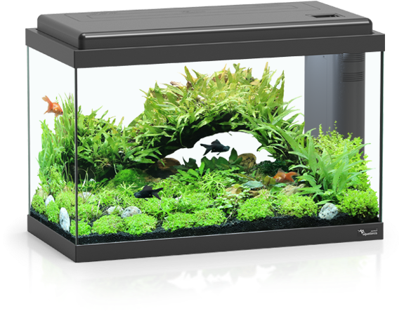 Planted Aquarium Setup PNG image