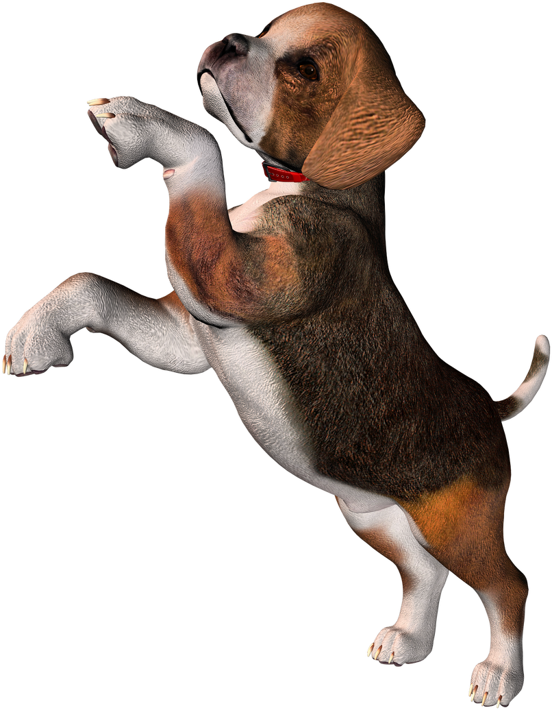 Playful Beagle Puppy Begging PNG image