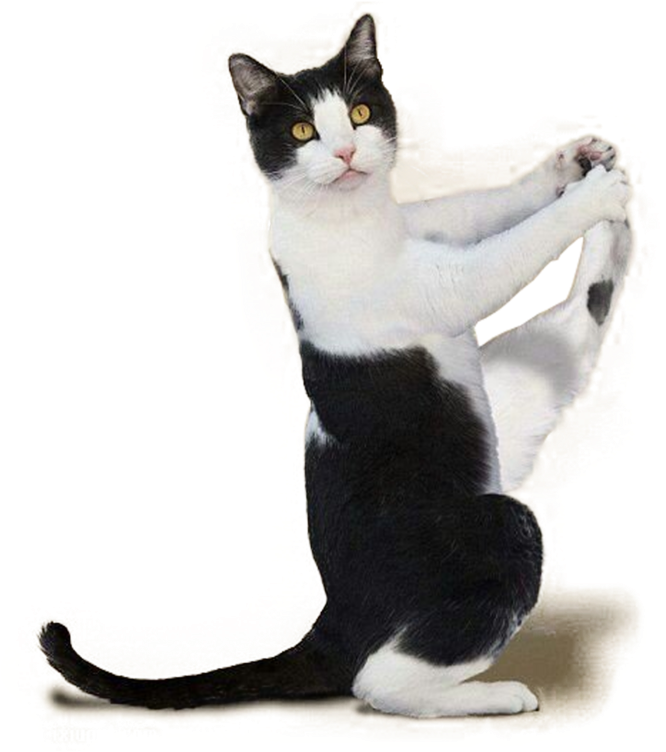 Playful Black And White Cat Posture PNG image