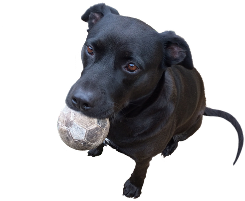 Playful Black Dog With Ball PNG image