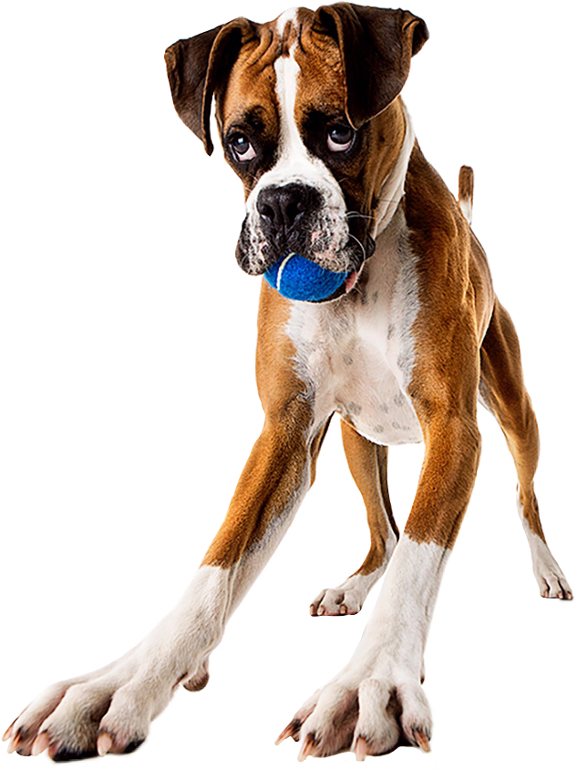 Playful Boxer Dog With Ball PNG image