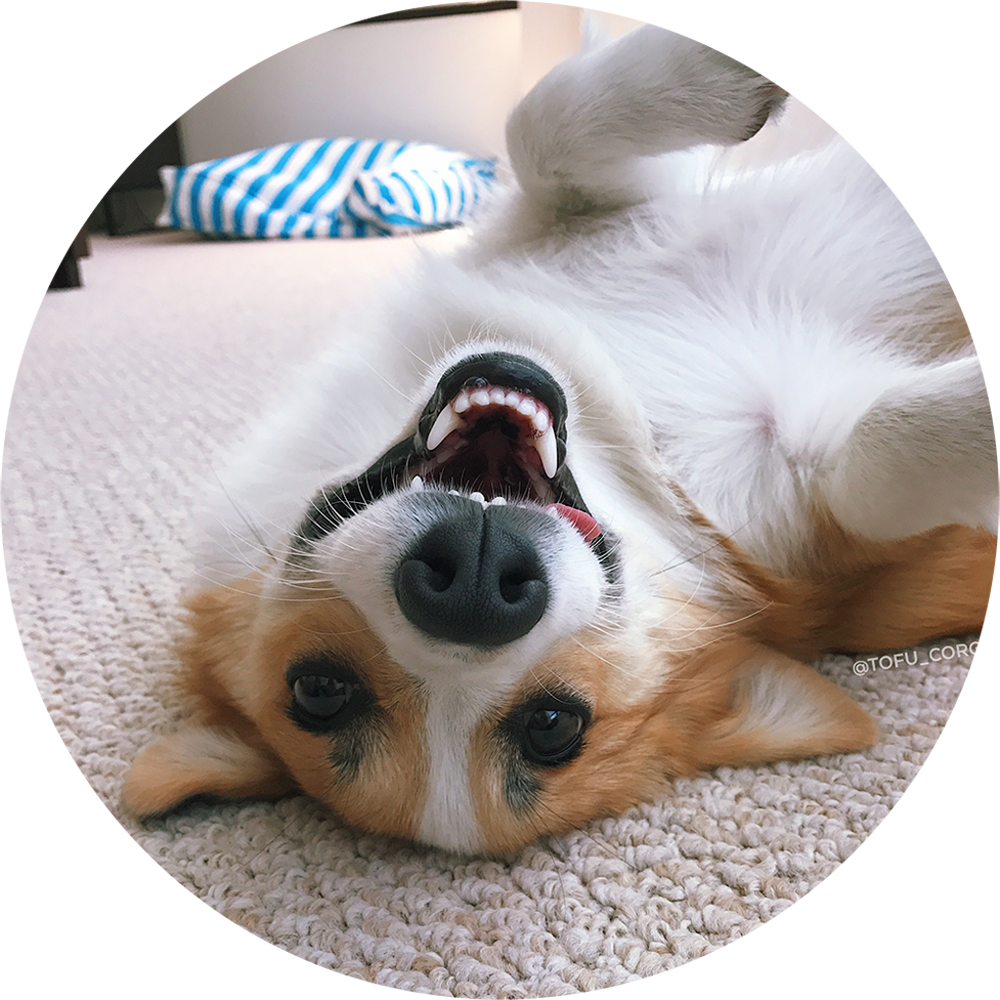 Playful Corgi Upside Down PNG image