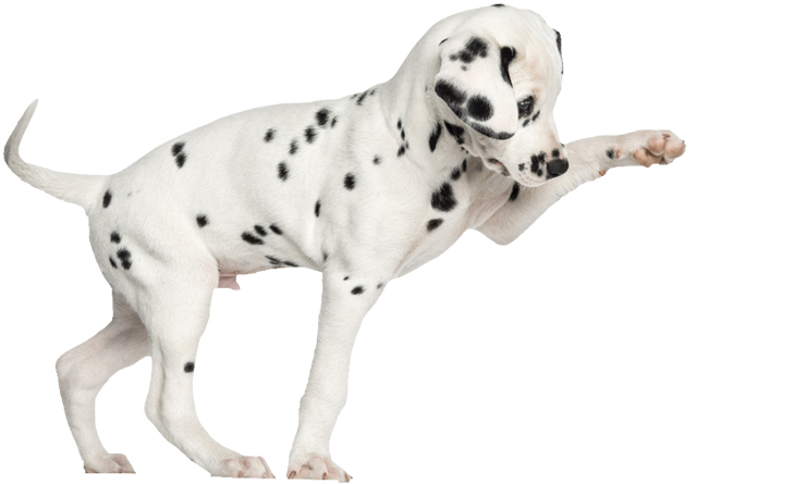 Playful Dalmatian Dog Pose PNG image