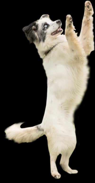 Playful Dog Standingon Hind Legs PNG image