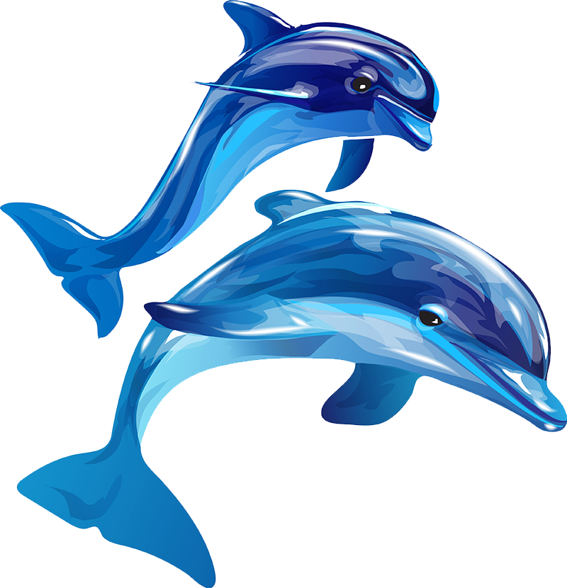 Playful Dolphins Illustration PNG image