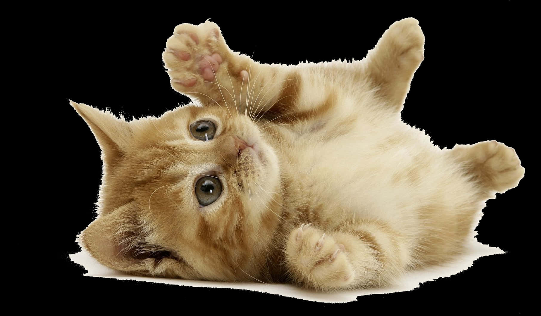 Playful Kitten Black Background.jpg PNG image