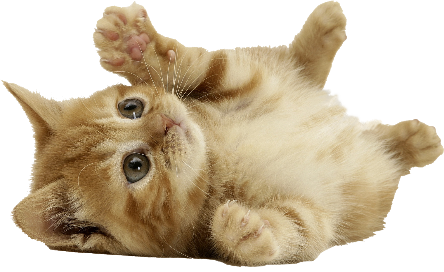 Playful Kitten Lying Back.png PNG image