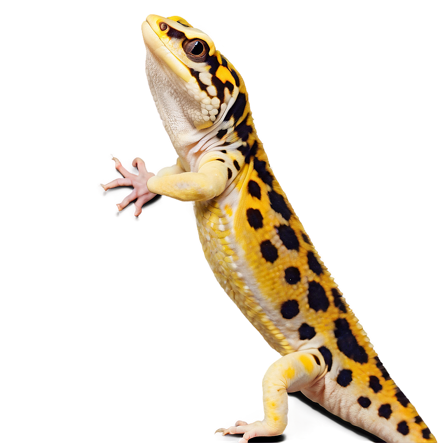 Playful Leopard Gecko Png 54 PNG image