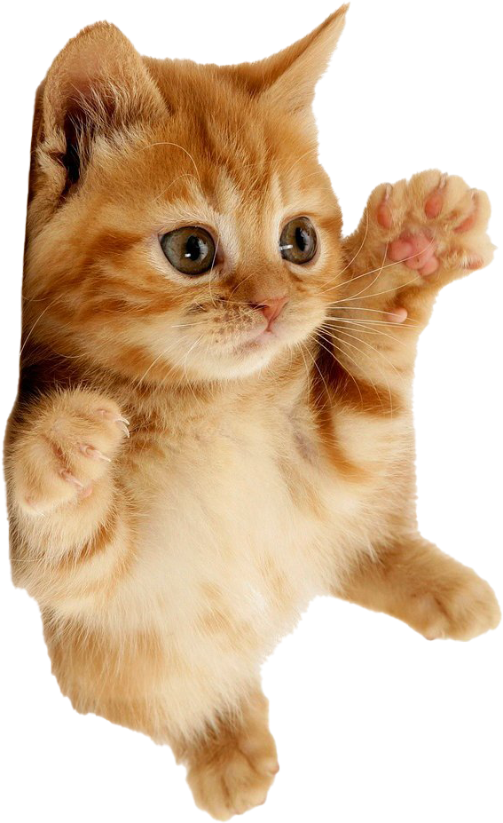 Playful Orange Kitten Paw Up PNG image