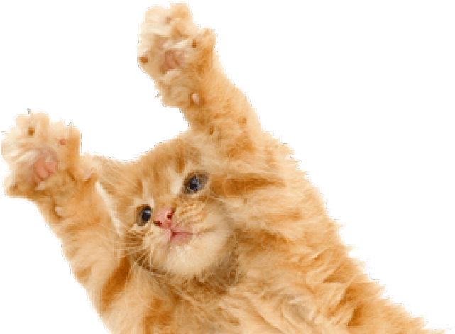 Playful Orange Kitten Raising Paws PNG image