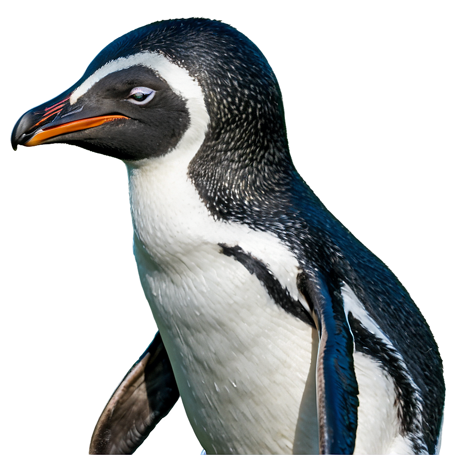 Playful Penguin Png 05062024 PNG image