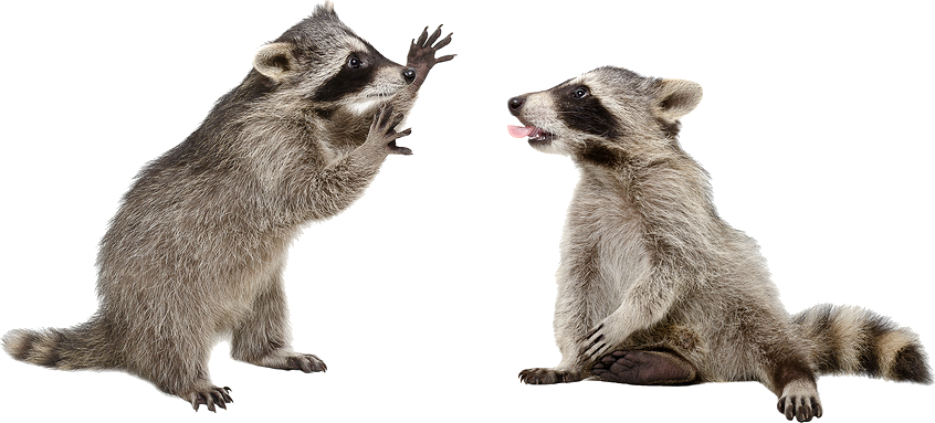 Playful Raccoons Interaction PNG image