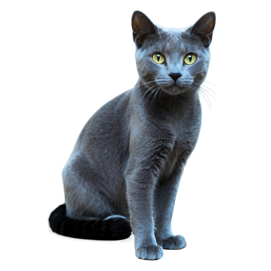 Playful Russian Blue Cat Png Jvf PNG image