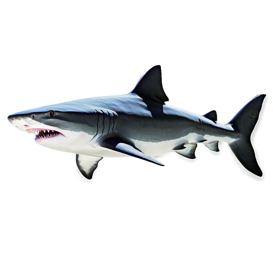 Playful Tiger Shark Cartoon Png Vot PNG image