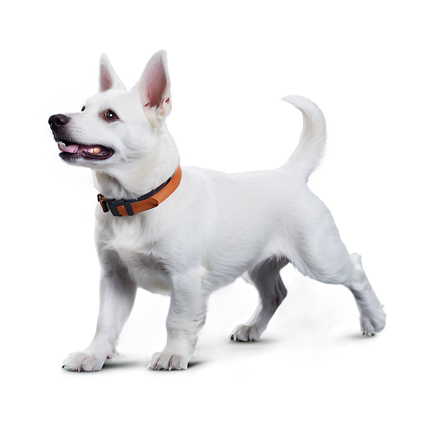 Playful White Dog Png 06262024 PNG image