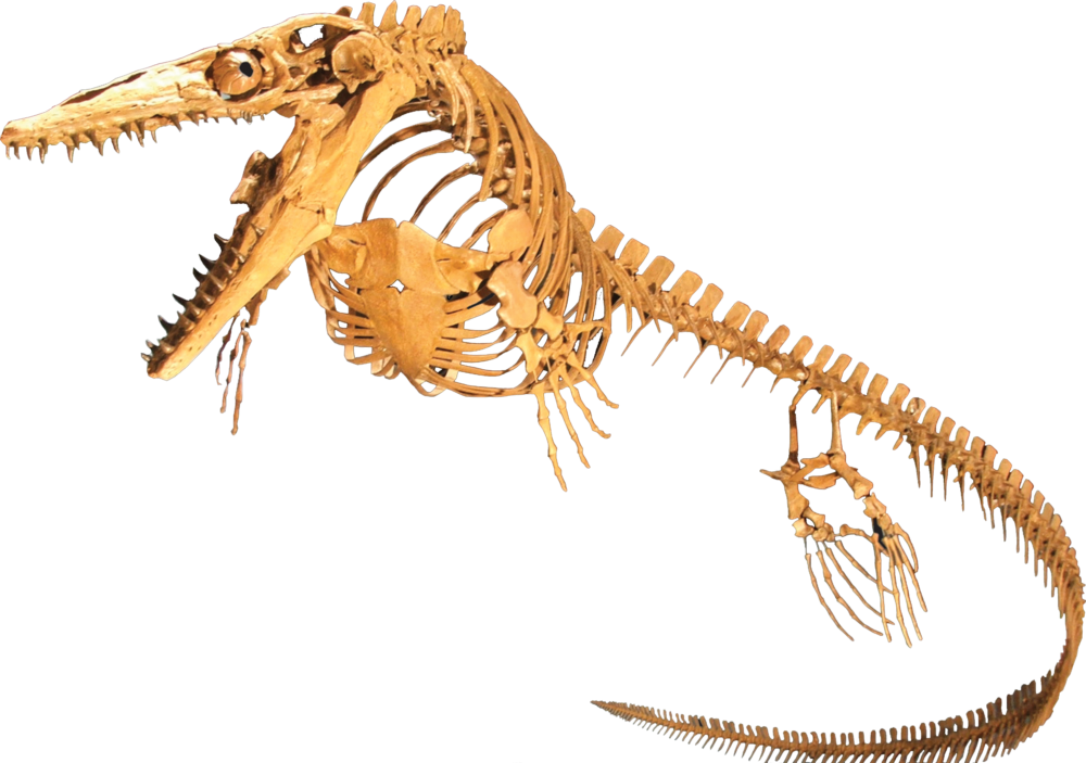 Plesiosaur Skeleton Fossil PNG image